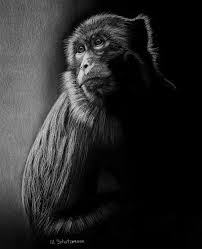Macaque Monkey White Pencil On Black Paper White Pencil Black Paper Realistic Pencil Drawings