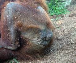 monkey butt - San Diego Zoo | MONKEY BUTT!!!!!!!!!!!!!!!!!!!… | Flickr
