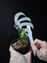 Image result for Maerua acuminata