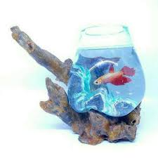 Ada satu lagu penyebab ikan cupang menjadi stres adalah aktivitas di luar akuarium. Aksesoris Pot Kastus Ikan Cupang Aquascape Size 12 Shopee Indonesia