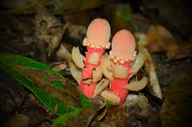 Image result for Pouzolzia parasitica