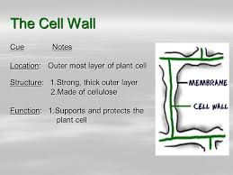 What is the purpose of a lysosome? Parts Of Plant And Animal Cells Structure And Function Ppt Video Online Download