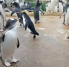 Created this one while working for team cardinals at. Penguin Hops For Joy At His Edinburgh Zoo Enclosure Daily Mail Online