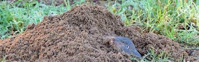 How do i get rid of gophers in my lawn.my yard.my garden? is that your question again this season? How To Get Rid Of Gophers Updated For 2021 Pests Org