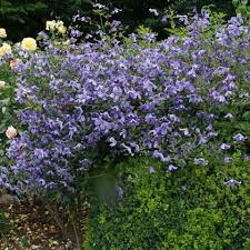 We did not find results for: Clematis Integrifolia Blue Boy Friedrich M Westphal Clematiskulturen