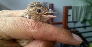 Burung branjangan, burung ideal dengan suara yang bervariasi yang cocok untuk dipelihara di rumah. Branjangan Jantan Cara Membedakannya Burung Hobi
