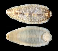 Image result for Gilgiochloa