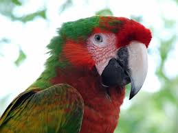 Green Bird With Red Neck Red And Green Parrot Birds Of A Feather Always Together Animals Parrot Animal Pictures