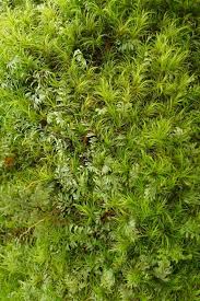 Image result for Hymenophyllum tunbridgense