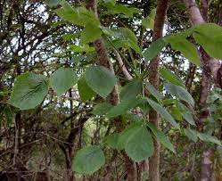 Image result for Steganotaenia