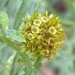 Image result for Pascalia glauca