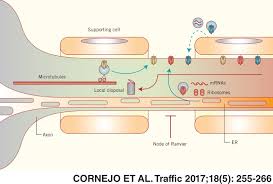 Animal cell coloring diagram labeled with axon. Global And Local Mechanisms Sustain Axonal Proteostasis Of Transmembrane Proteins Cornejo 2017 Traffic Wiley Online Library