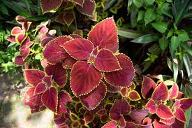 Image result for Acalypha paucifolia