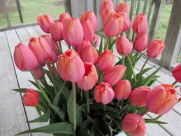 24k gold roses, tiffany blue roses, classic red roses Food Flowers Finances Wild Onion Farms