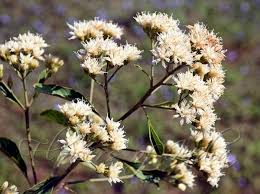 Image result for Vernonia adoensis