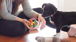 8 Fun Indoor Activities for Dogs