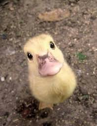 Pin On Patos