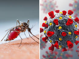 Below what platelet count level does it become dangerous? Covid 19 Can You Get Covid 19 Dengue At The Same Time Experts Say It S Possible Treatment Can Be Complicated The Economic Times