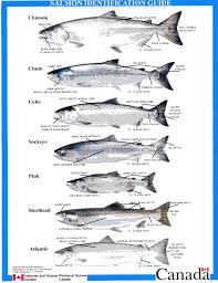 Salmon
