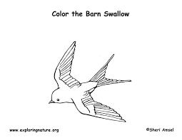 Barn owl coloring page from owls category. Swallow Barn Coloring Page