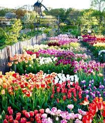 Beautiful Tulips In Malmo Sweden Beautiful Flowers Garden Plants Beautiful Gardens