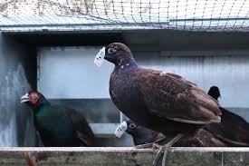 Pastured rabbits and poultry (chicken, turkey, duck and pheasant) are sold as well. Latest Undercover Game Farm Investigation Reveals Suffering Animal Aid