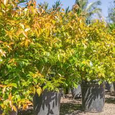 Image result for Xymalos