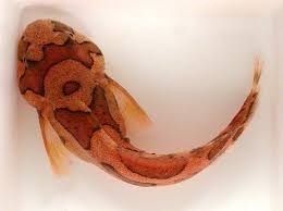 Image result for Liparis harketii