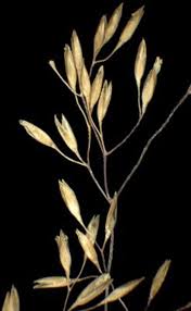 Image result for Agrostis pilgeriana