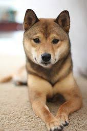 Black And Tan Shiba Inu Chihuahua Mix Model Behavior Cutest Paw Shiba Inu Dog Dog Breeds Puppies