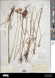 Image result for Cyperus sp.no.5