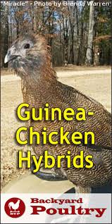 Abstract vector drawing of guinea fowl on a black background, line art, blend, isolated, full size. Guinea Chicken Hybrid Can Chickens And Guineas Breed Backyard Poultry