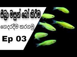 Zebra Fish Breeding Sinhala Ep 02 Youtube