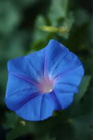 25 Fun Facts That Will Make You Instantly Smile Blue Morning Glory Garden Vines Birth Month Flowers