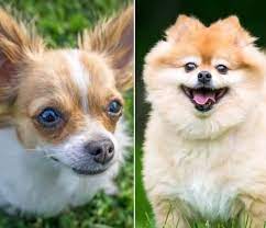 The above is the standard that was set by the pomchi club of america. Pomchi An Owner S Guide To The Chihuahua Pomeranian Mix All Things Dogs All Things Dogs