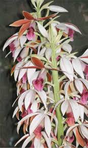 Image result for Phaius