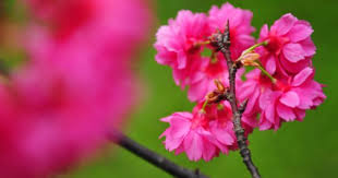 專題文章 山櫻花 花瓣實用報告 中央研究院數位典藏資源網 flowers plants dandelion