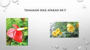 Budidaya Tanaman Hias Yandriana Wordpress Com Ppt Download
