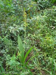 Image result for Eulophia alta