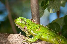 Maybe you would like to learn more about one of these? Exotic Pet Care In Philadelphia Pa 2nd Street Animal Hospital