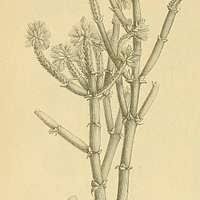 Image result for Arthraerua