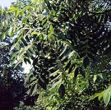 Image result for Juglans