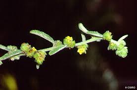 Image result for Waltheria indica