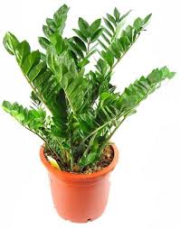 Check spelling or type a new query. Zamioculcas Zamiifolia Zanzibar Gem Or Zz Plant Buy Indoor Plants Uae