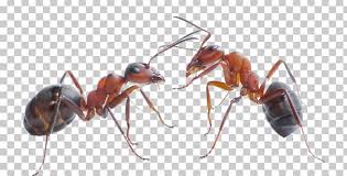 Ratings, reviews and photos from the local customers and articles about croach. Mice Black And Brown Ants