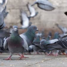 Luckily, there are ways to get rid of birds without harming them. How To Get Rid Of Birds Updated For 2021