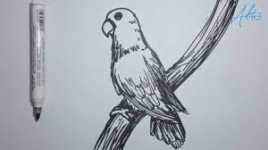 Gambar gambar love cantik gambar pemandangan sketsa gambar love 3d the math forum has a rich history as animasi kartun lovebird gambar kartun sumber gambarkartunbaru.blogspot.com. Cara Menggambar Sketsa Burung Lovebird Dengan Mudah Youtube