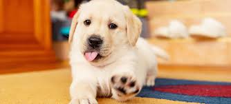 Check spelling or type a new query. Como Adoptar Un Perro Una Experta Nos Cuenta Las Claves Para Aumentar La Familia Con Una Mascota Moda Y Belleza Los40