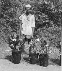 Image result for Diaphananthe odoratissima