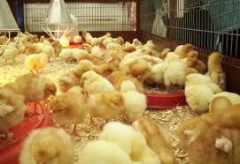 Sau prin introducerea unei adrese, unui oraș, județ sau cod poștal. Agroland Str 23 August Bloc P21 Otopeni 2021